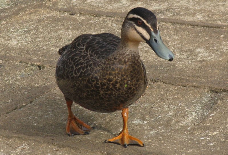 Pacific Black Duck.jpg