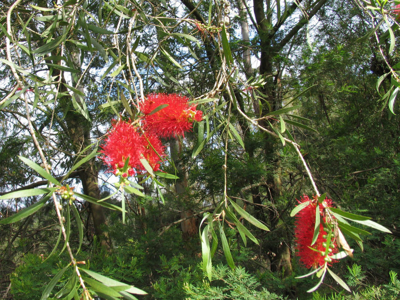 Weeping Bottlebrush - Callistemon viminalis.jpg