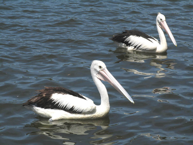 Australian Pelicans.jpg