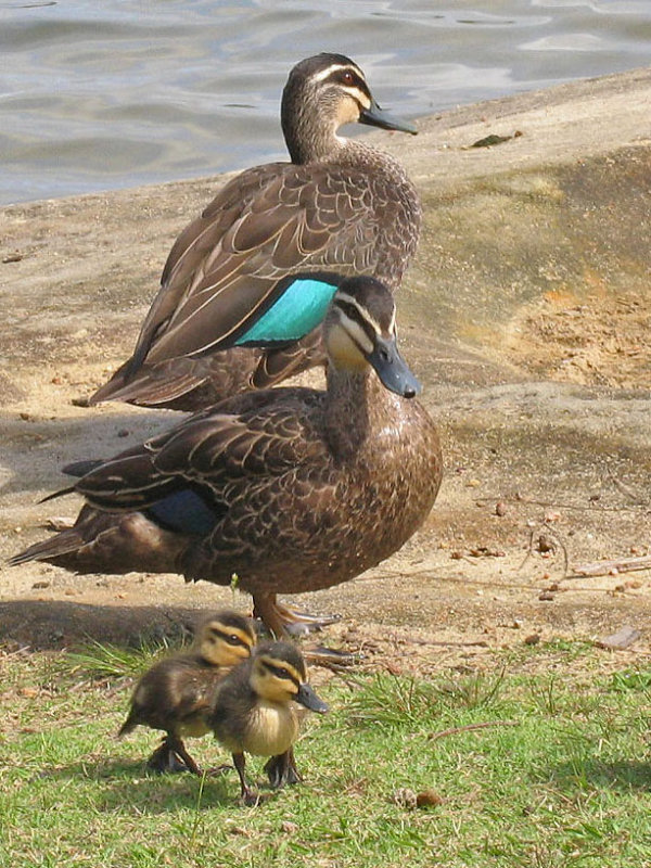 Pacific Black Duck family.jpg