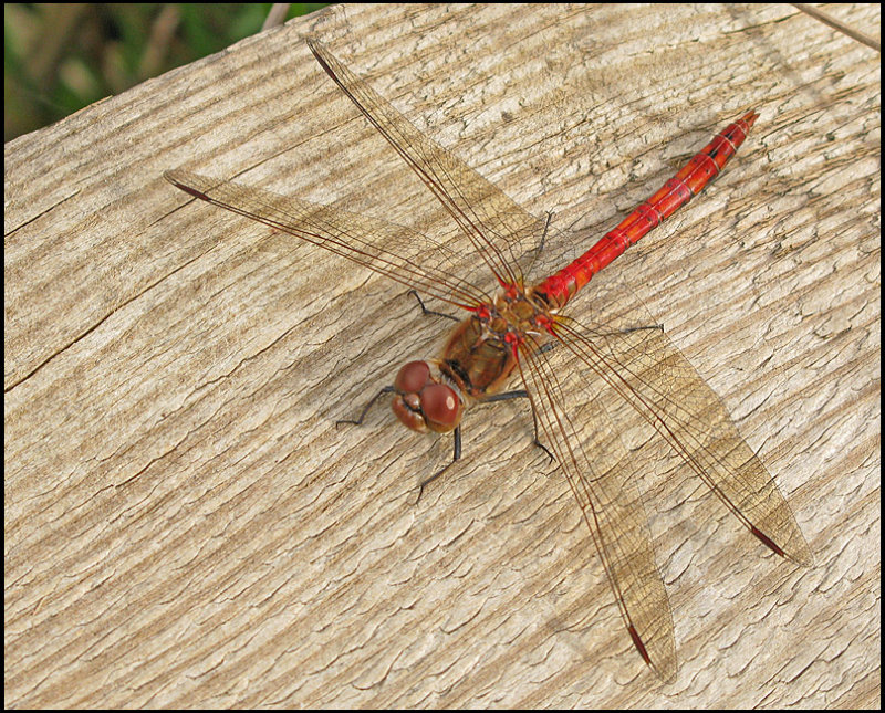 Sympetrum striulatum - Strre ngstrollslnda.jpg