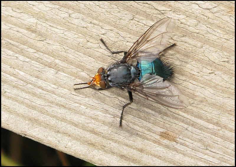 Blowfly -  Cynomya mortuorum.jpg