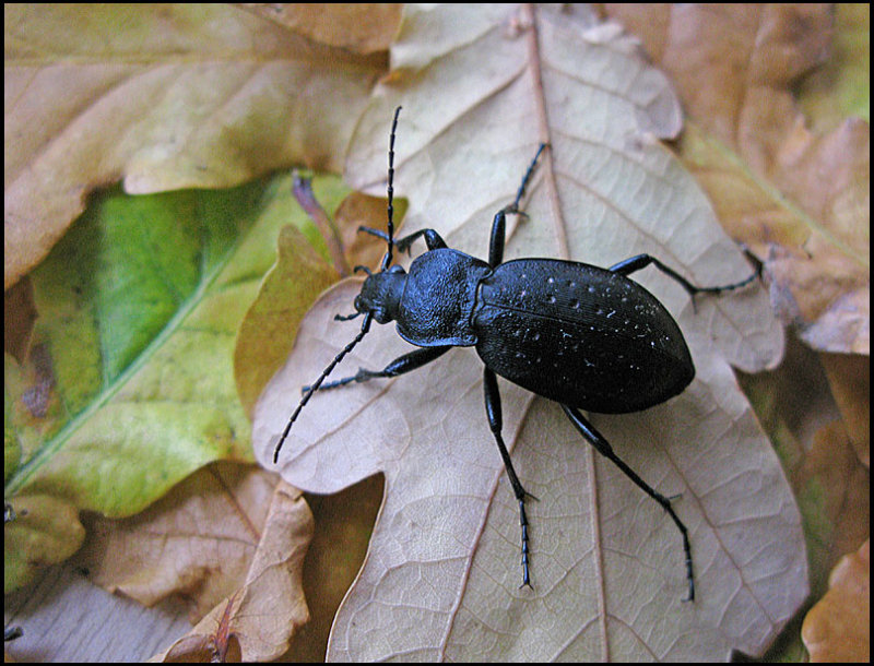 Trdgrdslpare - Carabus hortensis- .jpg