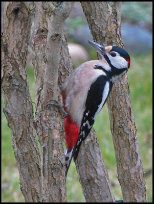 Woodpeckers