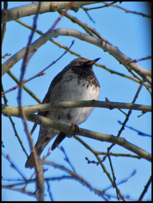 Black-throated Thrush - Turdus ruficollis - Taigatrast.jpg