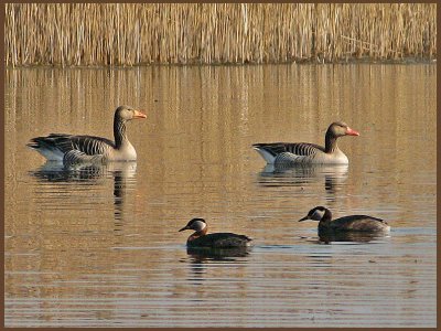 Greylag Geese and Red-necked Grebe.jpeg