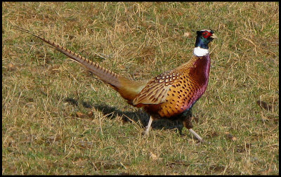 Pheasant - Phasianus colshicus.jpg