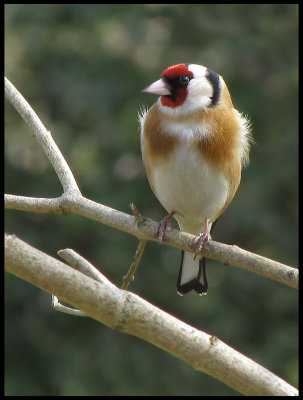 Sparrows, Finches and Buntings
