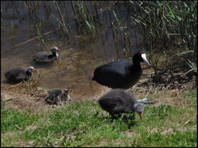 Crested Coot  or Red-knobbed Coot -  Kamsothna.jpg