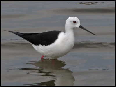 Black-winged Stilt -  Styltlpare.jpg