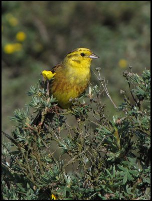 Yellowhammer - Emberiza citrinella - Gulsparv.jpg