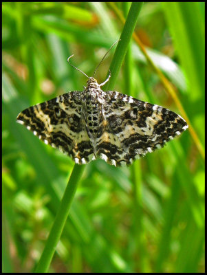 Dyster fltmtare  - Epirrhoe tristata - .jpg
