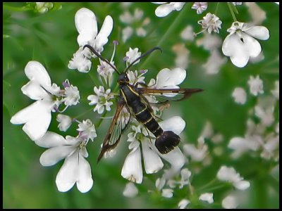  Vinbrsglasvinge - Synanthedon tipuliformis