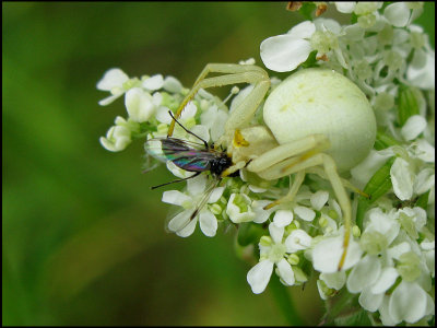 Crab Spider.jpg