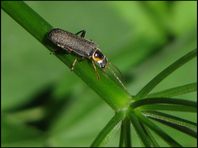 Cantharis obscura - Black Soldier Beetle.jpg