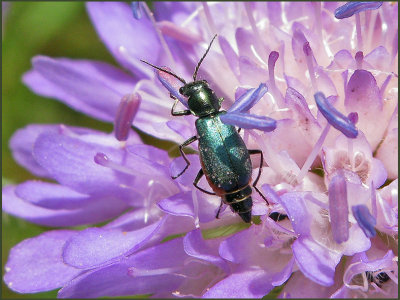 Cordylepherus viridis - 8mm.jpg