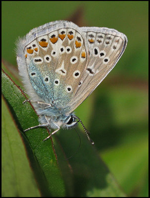 Polyommatus icarus - Puktrneblvinge .jpg