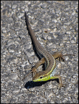 Snake-eyed Lizard - Ophisops elegans.jpg