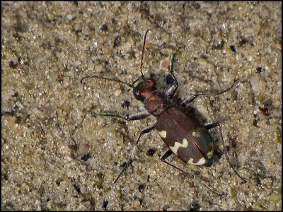 Cicindela hybrida - Brun sandjgare .jpg  