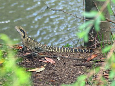 Lane Cove