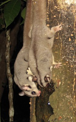 Sugarglider - Flygpungekorre.jpg