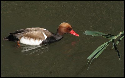 Red-crested Pochard - Rdhuvad dykand.jpg