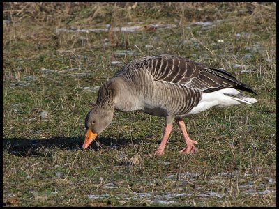 Greylag - Grgs.jpg