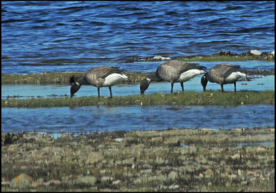 Brent Geese.jpg