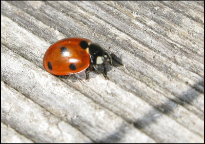 Coccinella septemguttata - 7-prickig nyckelpiga .jpeg