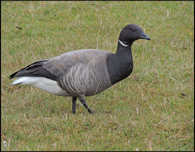 Brent Geese - Prutgs.jpg