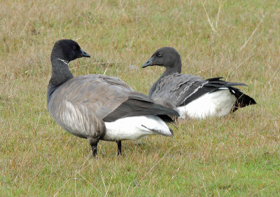 Brent Goose - Prutgås