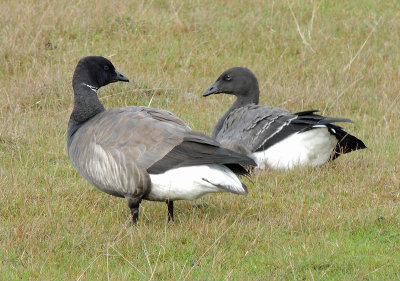 Brent Geese -  Prutgs.jpg