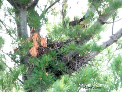 Faucon merillon femelle au nid avec proie NDP  13 06 09 018P.jpg