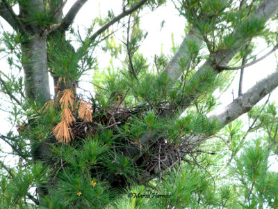 Faucon merillon femelle au nid avec jeunes NDP  13 06 09 053P.jpg