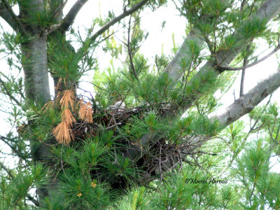 Faucon merillon femelle avec jeunes en duvet au nid NDP  13 06 09 054P.jpg