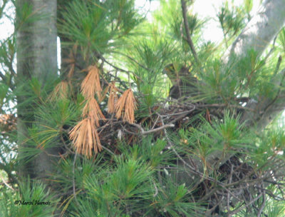 Faucon merillon femelle nourrissant jeunes au nid NDP 16 06 09 021P.jpg