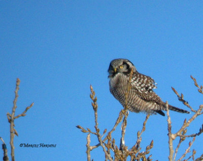 Chouette pervire 02 01 2008 019P.jpg
