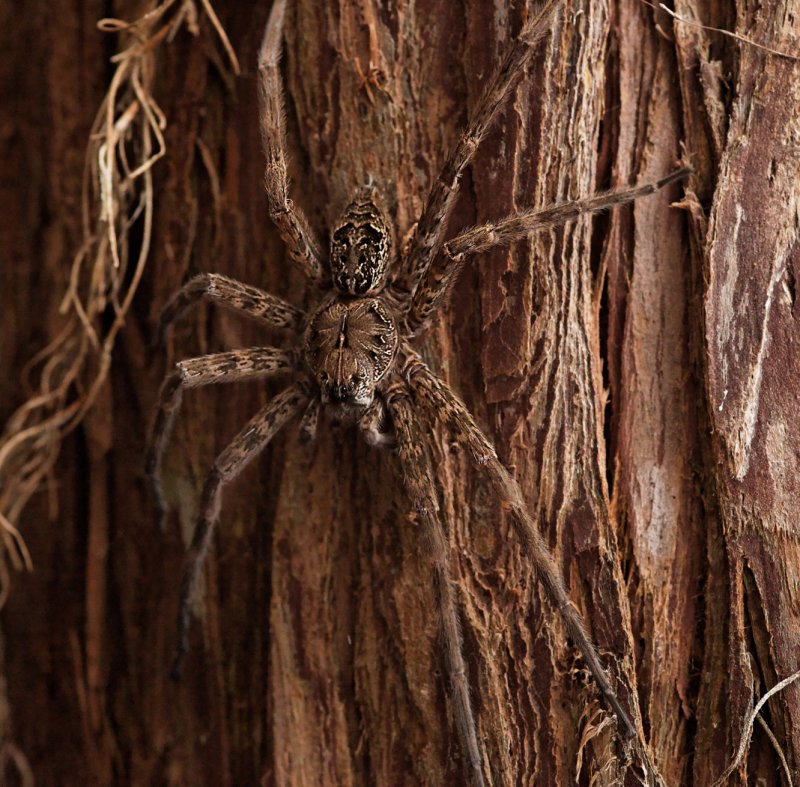 Fishing Spider 053110 10r.jpg