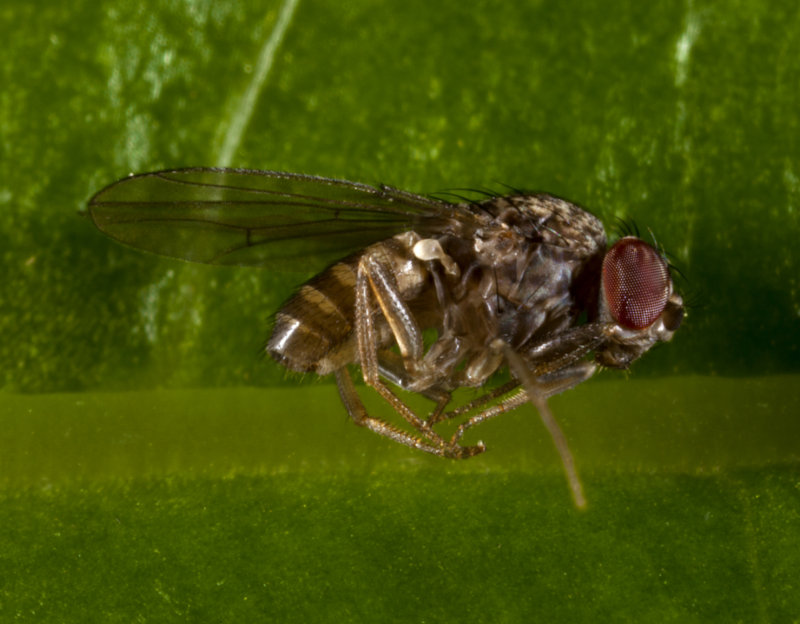 Fruit Fly 6524ar.jpg