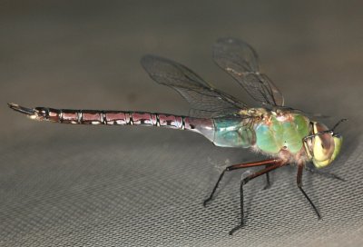 Dragon Fly 042508 010r.jpg