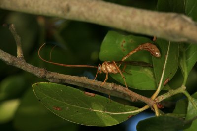 Ichneumon Wasp 041308 028r.jpg