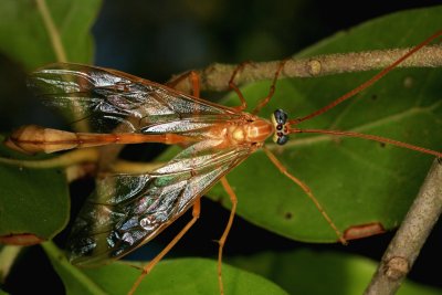 Ichneumon Wasp 041308 044r.jpg