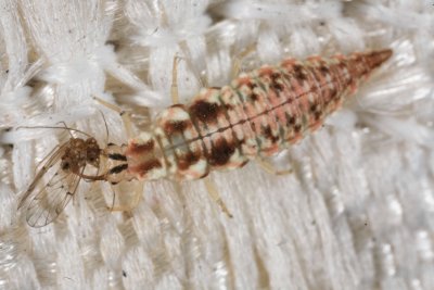 Lacewing Larvae 040209 6r.jpg