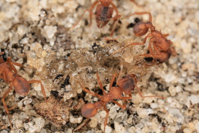 Leaf Cutting Ants Eating Advion 040409 13r.jpg
