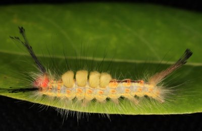 Tussock Moth Caterpillar 4r.jpg