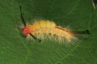 Tussock Moth Caterpillar 40r.jpg