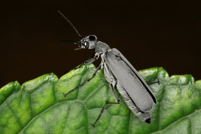 Florida Blister Beetle 3.jpg