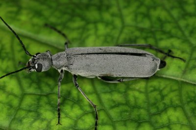 Florida Blister Beetle 13.jpg