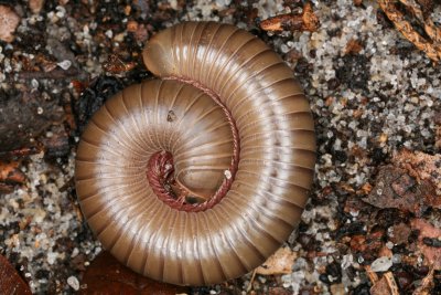 Millipede 060109 3.jpg