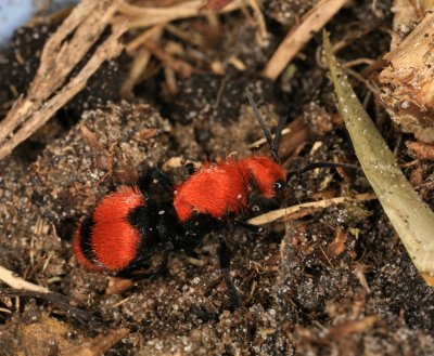 Velvet Ant 062009 2r.jpg